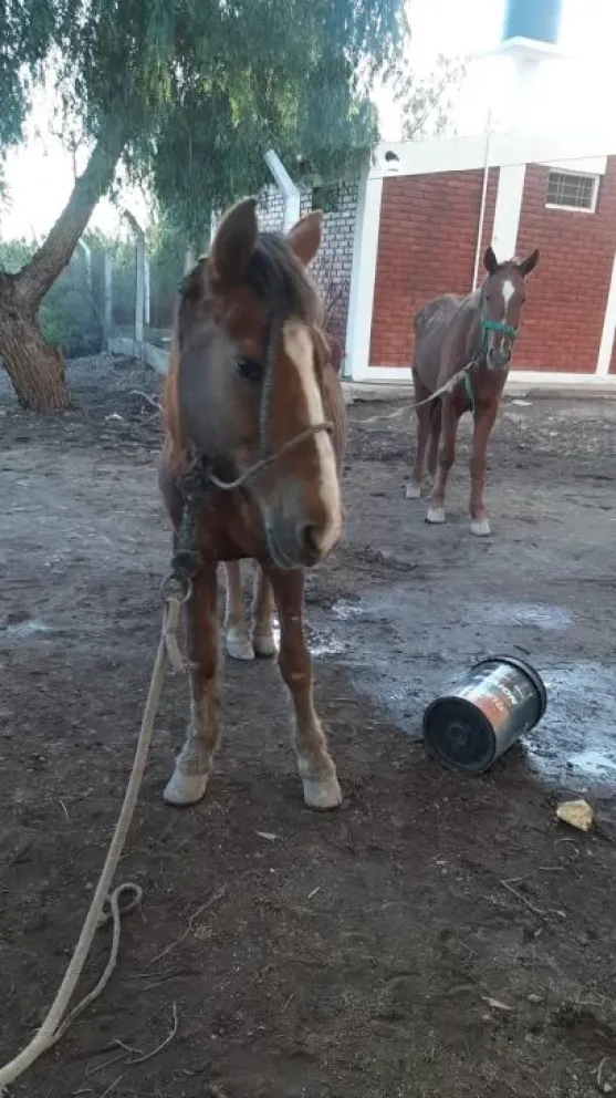 Detienen a un hombre que transportaba en su auto caballos desnutridos y lastimados