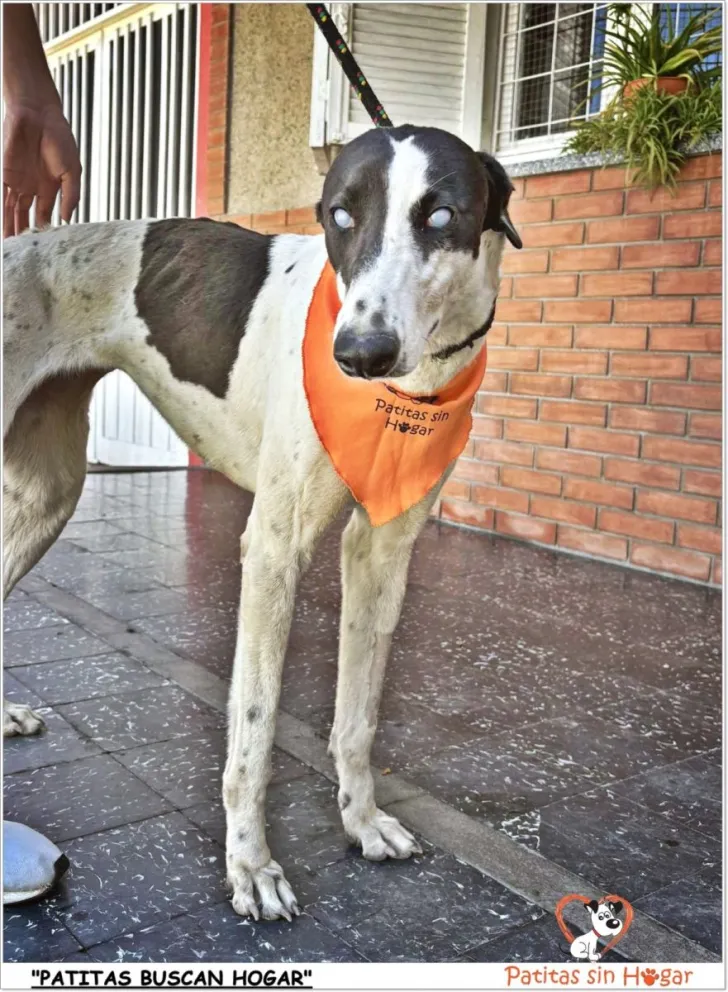 Buscan una familia para adoptar a una perrita ciega víctima de maltrato 