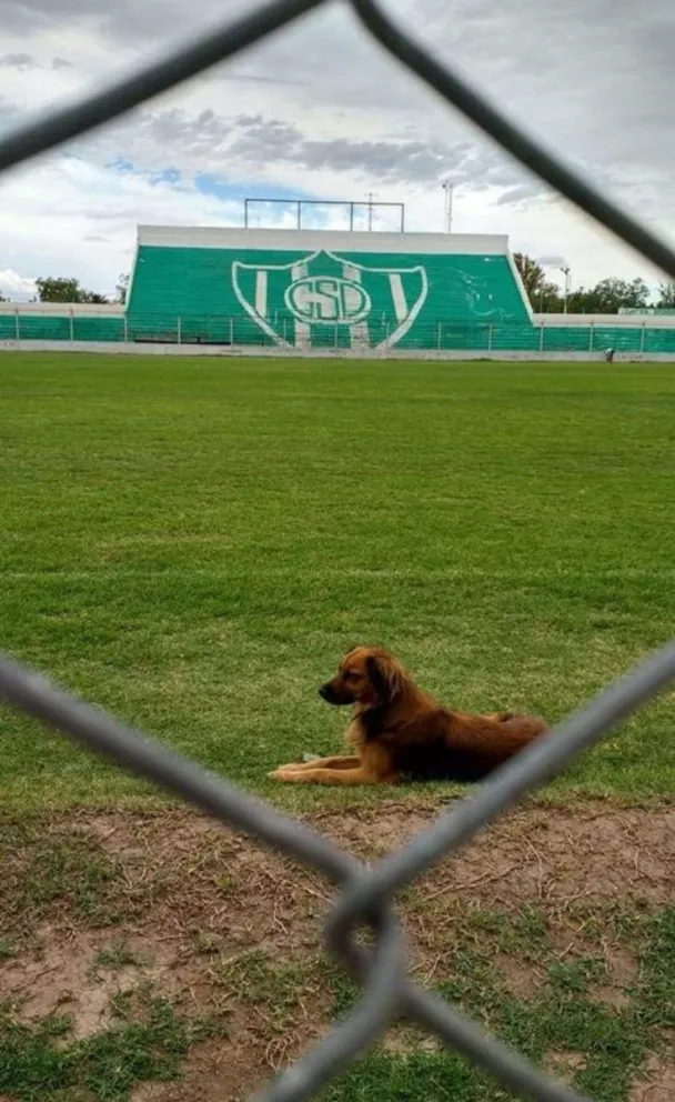Despedida emotiva a "Carucha", la emblemática mascota de Sportivo Desamparados,