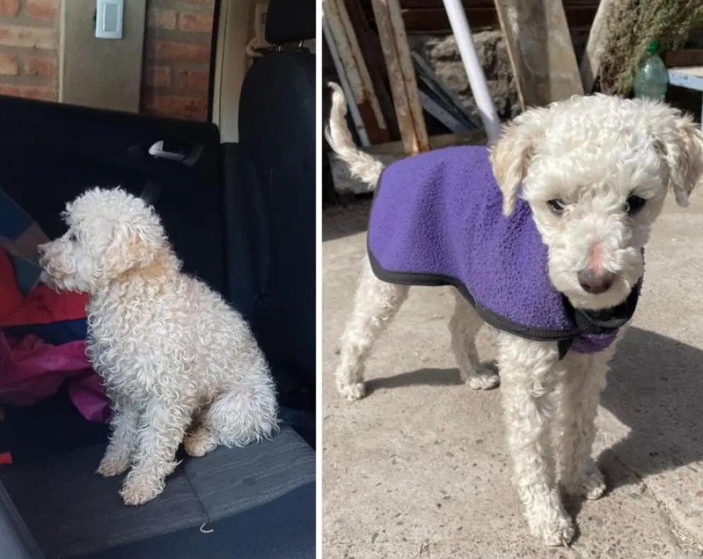 Se robó un pequeño perro en Rawson y quedó registrado en las cámaras de seguridad