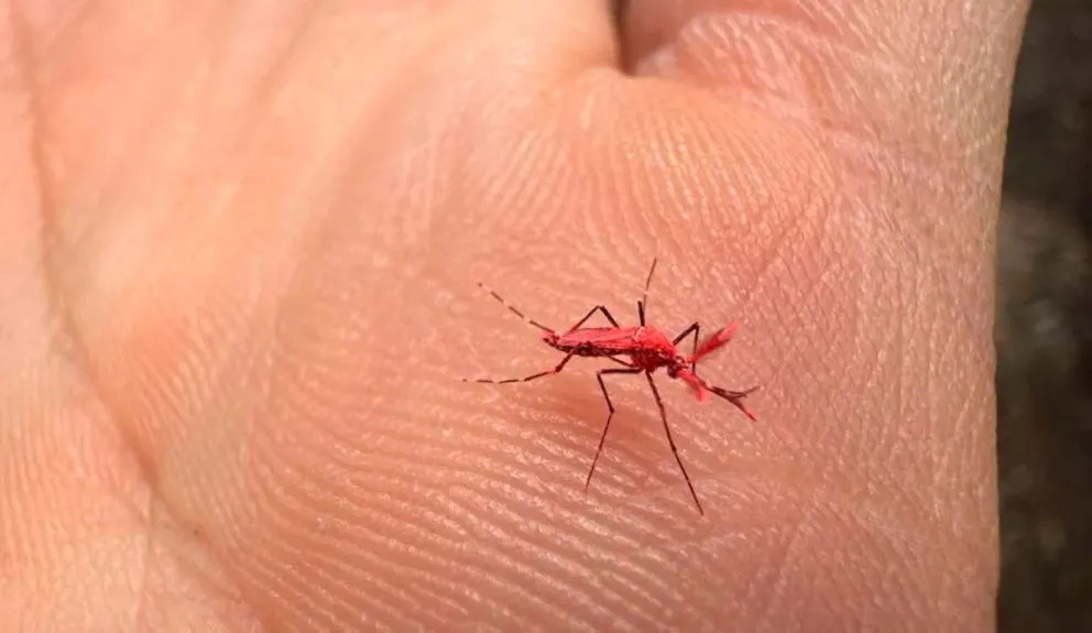 Liberaron 10 mil mosquitos rojos para combatir la proliferación del dengue en Mendoza 