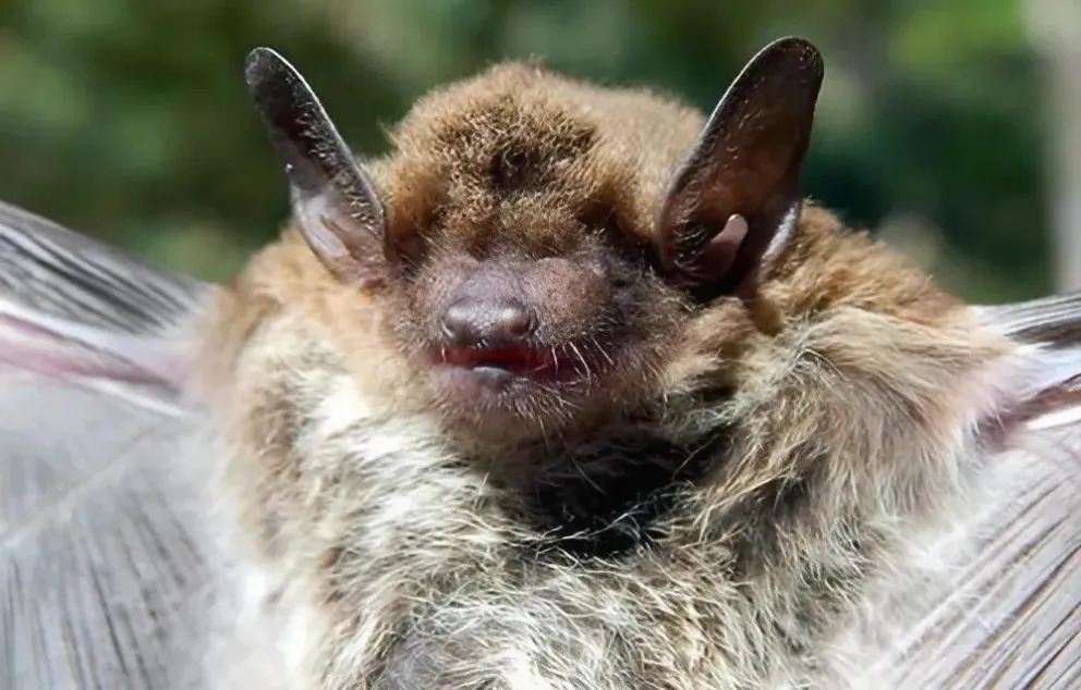 Descubrieron una nueva especie de murciélago en San Juan