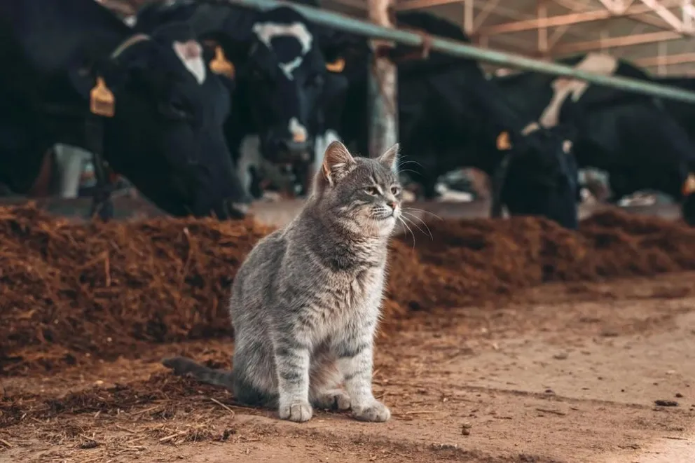 Descubrieron un virus en EE.UU. gracias a un gato, ahora analizan qué efectos puede producir en los humanos (imagen ilustrativa)