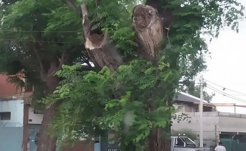 Fue a orinar a un árbol, lo picaron las avispas 150 veces y pelea por su vida