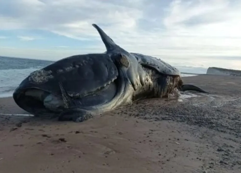 El monitoreo sanitario de la provincia del Chubut  registró durante la actual temporada la muerte de  71 ballenas franca austral  en  Península Valdés. 