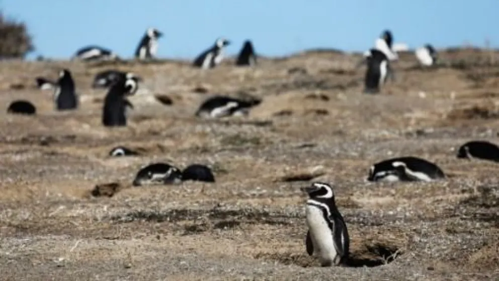 Ricardo La Regina, el empresario condenado por la matanza de pingüinos en Punta Tombo, recibió una pena de tres años de prisión de ejecución condicional.

