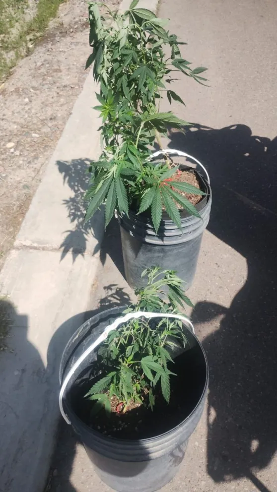 Las plantas de marihuana robadas. 