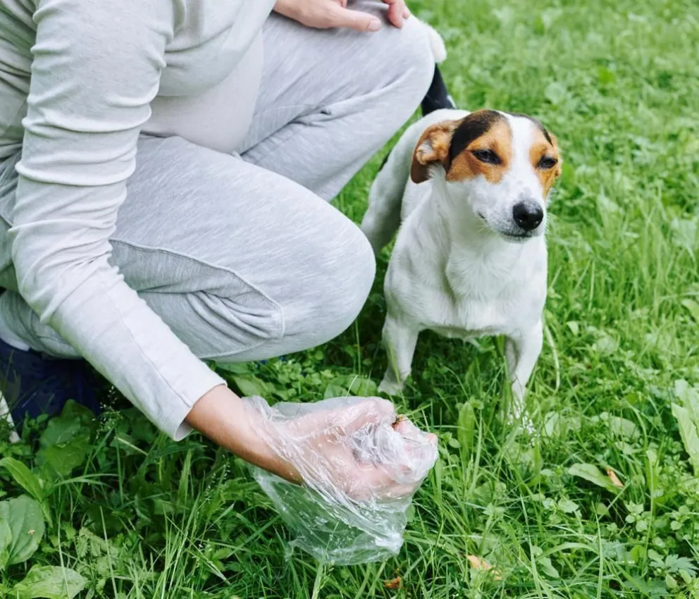 En Rivadavia multarán a quienes no levanten los excrementos de sus mascotas de la vía pública. 