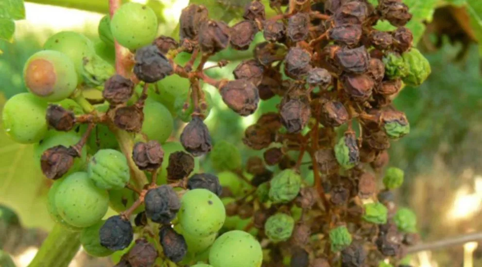 Hay denuncias en Caucete, 9 de Julio, Sarmiento y 25 de Mayo.