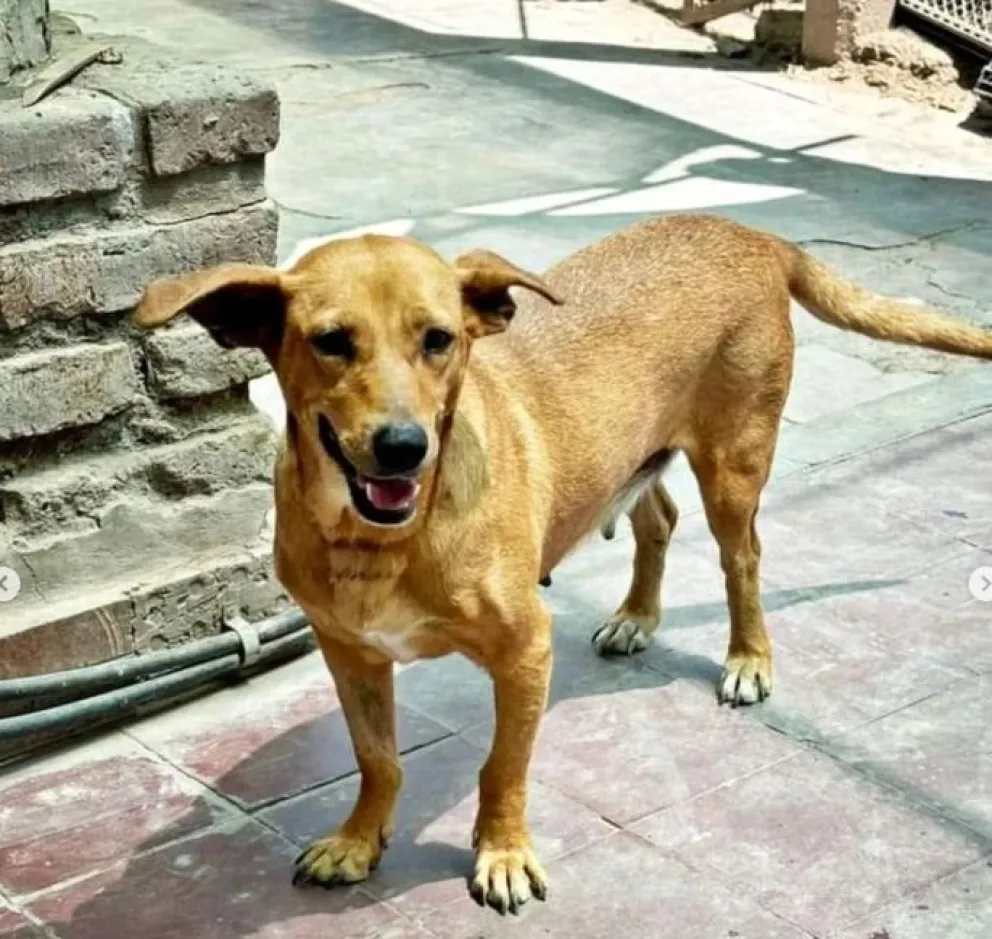 “Patitas sin hogar” busca familia para una perrita que sufrió maltrato y logró recuperarse. 