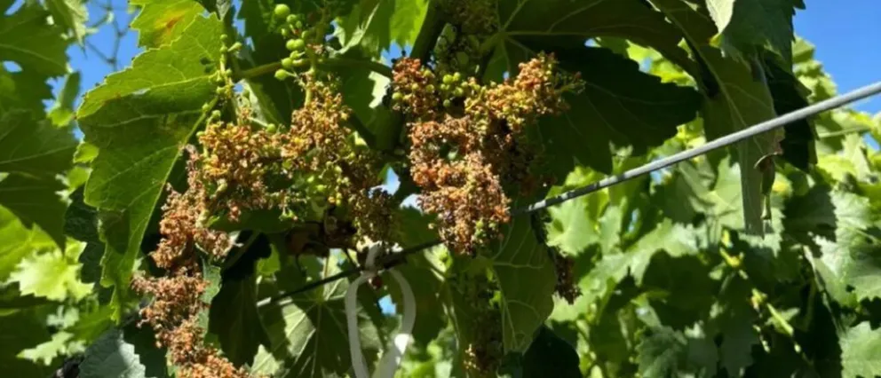 Cuatro. Son por ahora los departamentos afectados por el brote inusual de la peronóspera.