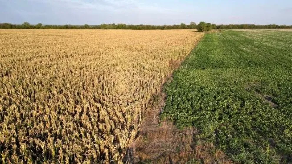 El 80% de la soja que se produce en Argentina se destina a la exportación. 