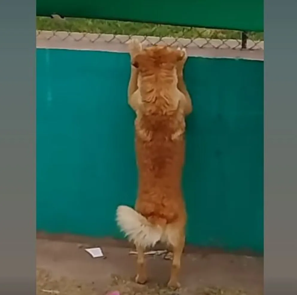 El "hincha perruno" de Desamparados que conquistó a los fanáticos. 