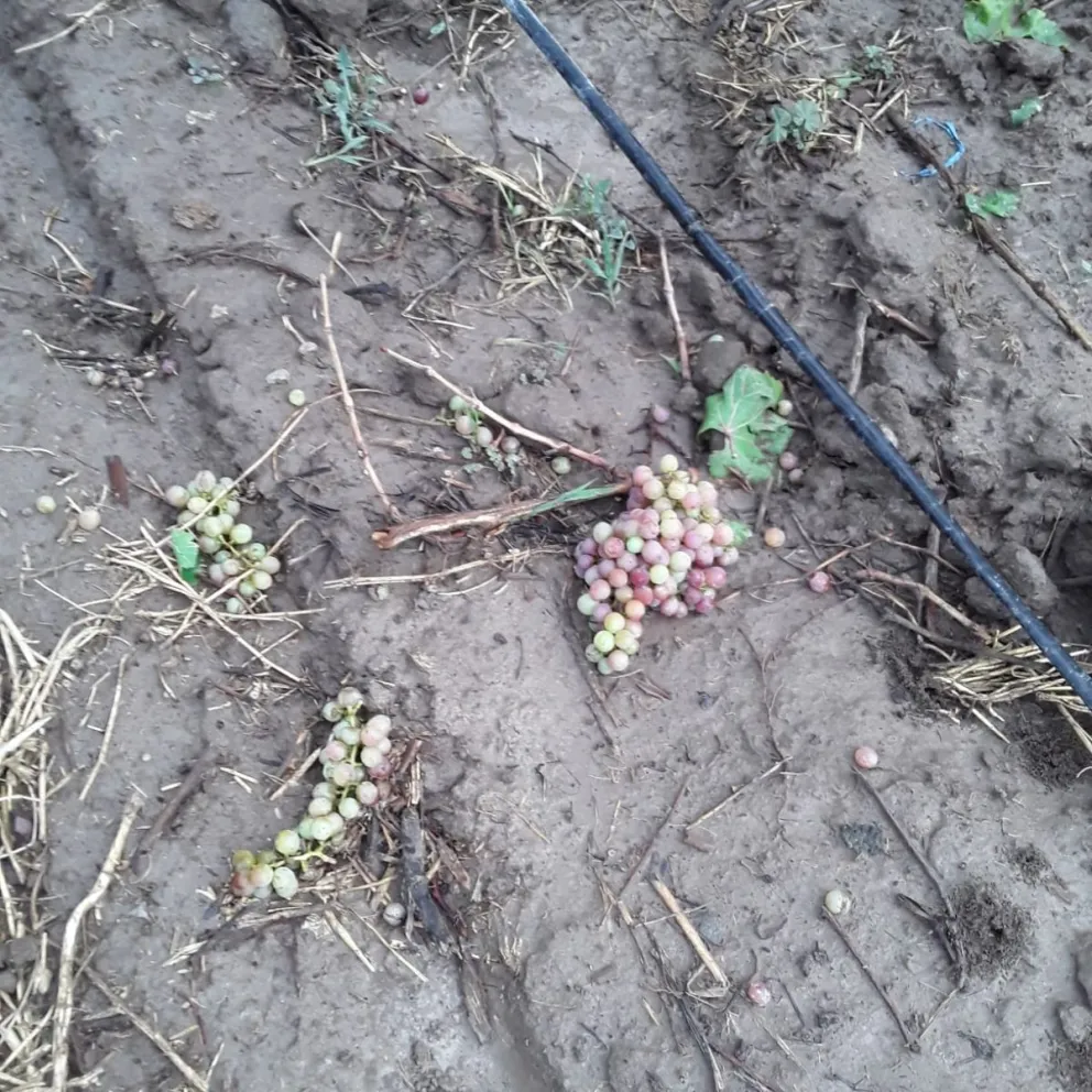 Hasta el momento, siete productores denunciaron pérdidas por el granizo 
