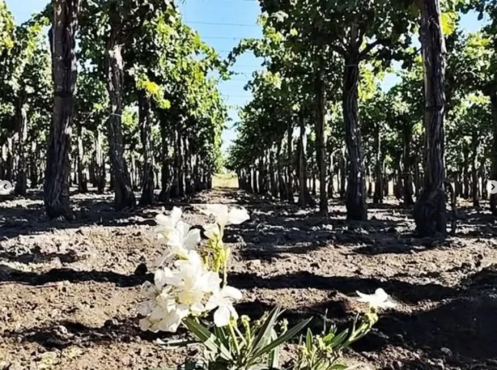 Descanso final. El lugar donde sepultaron a Topo.