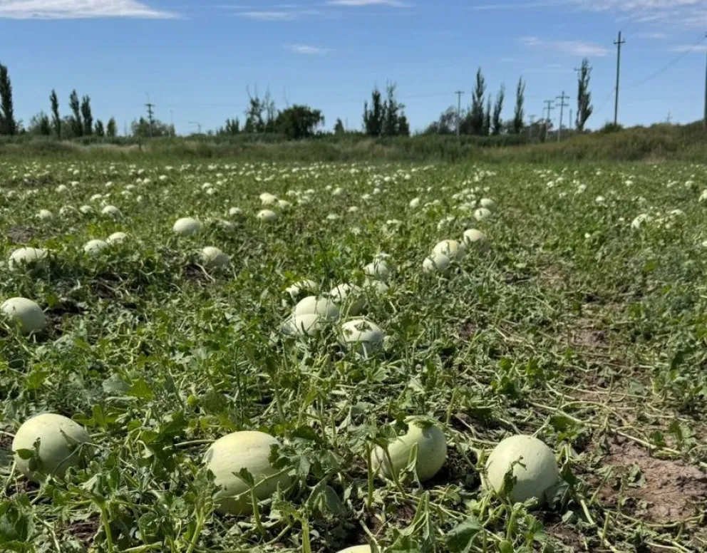 32 productores denunciaron daños en sus fincas por la granizada del lunes