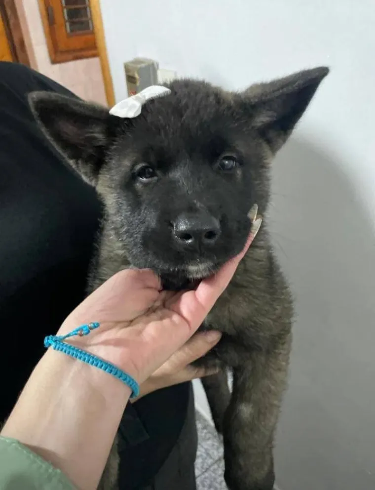 Dos perros fueron golpeados salvajemente en Chimbas. 