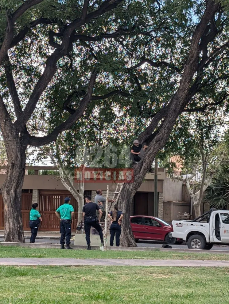 Especialistas rescataron al mono tití en la Plaza de Trinidad. 