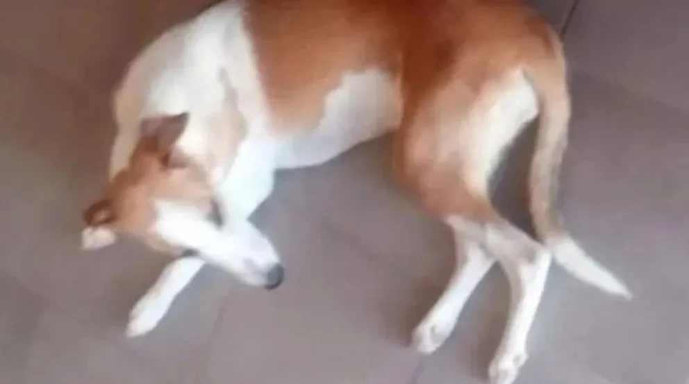 Víctima. El animal asesinado en Caucete el fin de semana por Agüero.