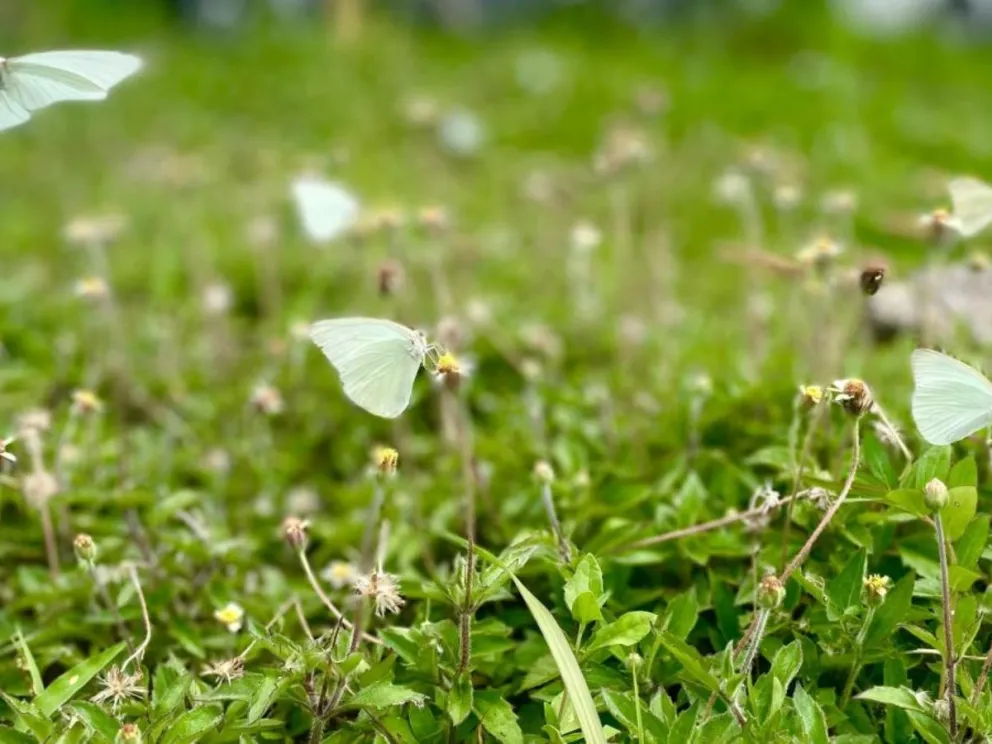 ¿A qué se debe el fenómeno de las mariposas blancas en San Juan?