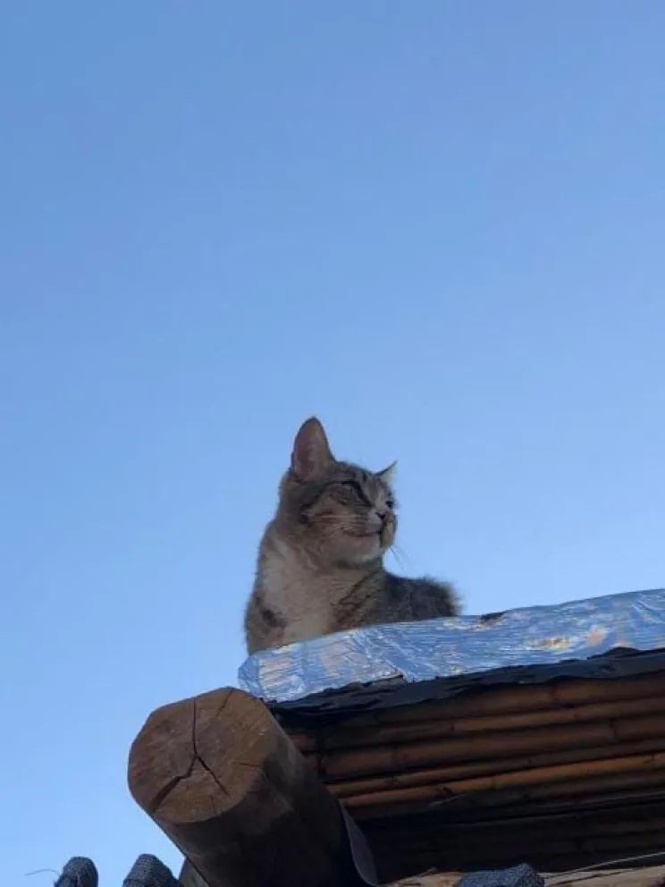 Tras los intentos fallidos por rescatar al gatito atrapado en una palmera, recaudan dinero para contratar una grúa. 
