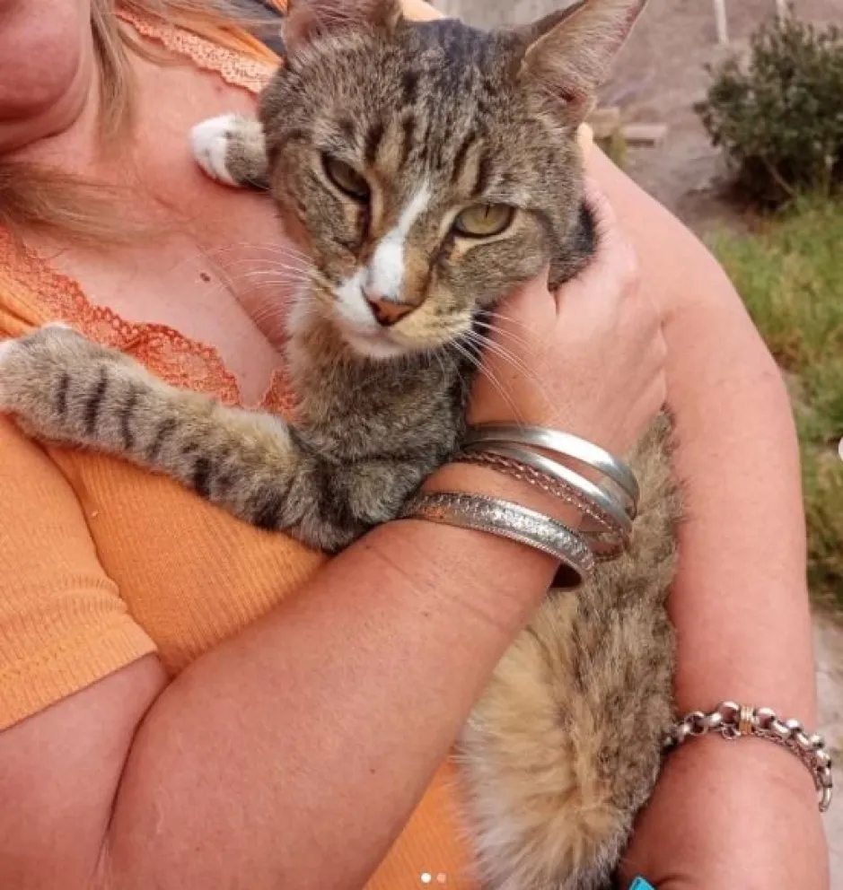 Final feliz, después de 7 días Tigre bajó solo de la palmera. 