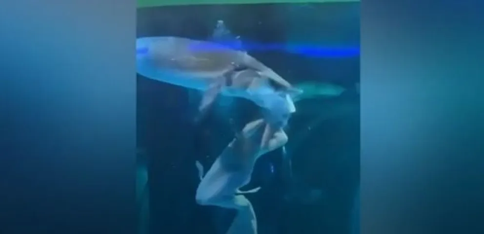 Un pez gigante atacó a una sirena durante un show en un acuario en China.