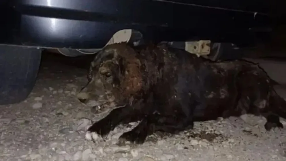 Torturaron y enterraron viva a una perra en Bariloche. 