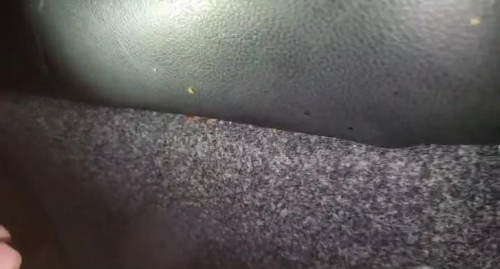 Escándalo en un colectivo rumbo a San Juan: pasajeros denunciaron una plaga de cucarachas y garrapatas