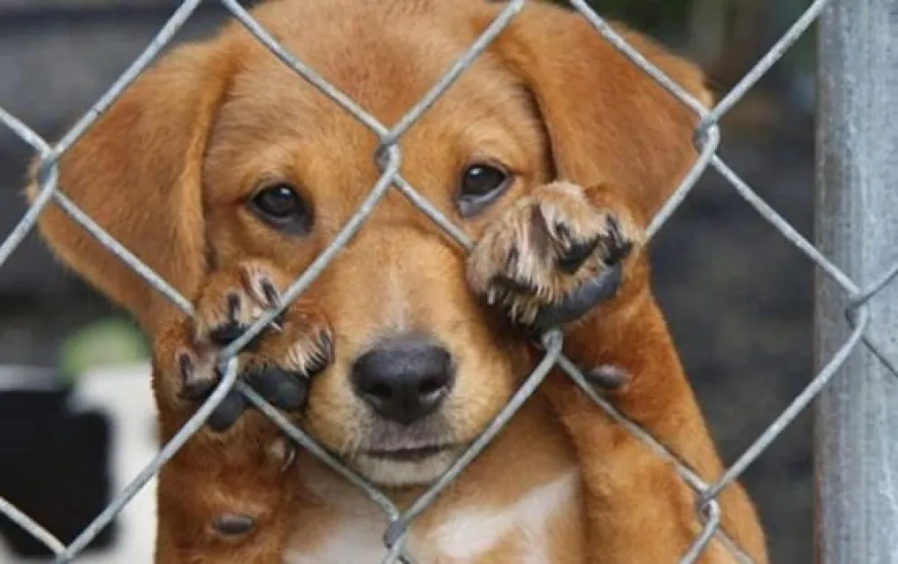 A la espera de los informes veterinarios, el acusado de violar a un perro enfrentará una causa por maltrato animal (imagen ilustrativa)