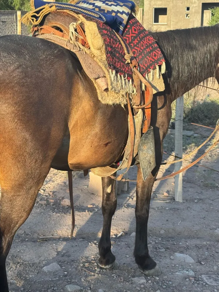 Una motociclista y un equino chocaron, ambos conductores terminaron con heridas graves.