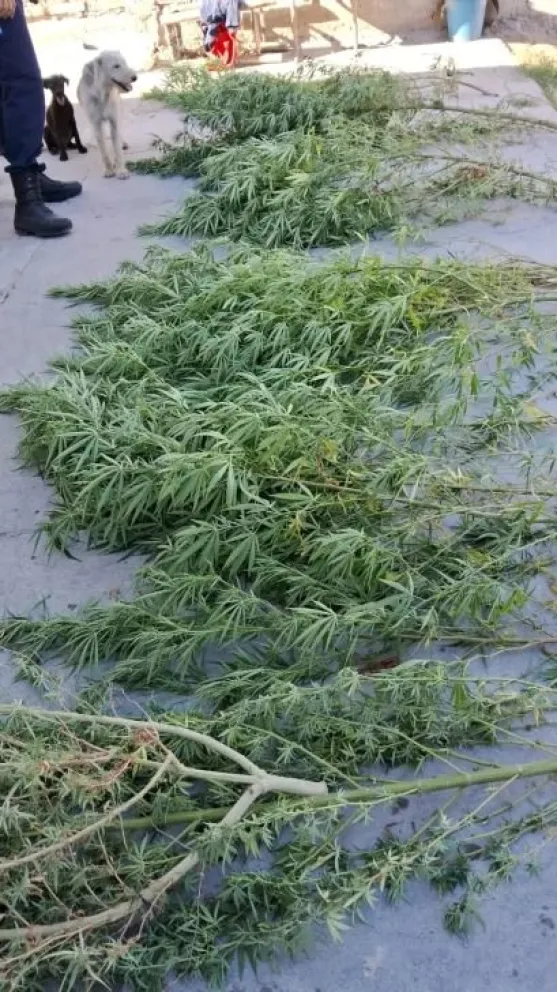 Allanaron una casa y encontraron un jardín de marihuana en el fondo 