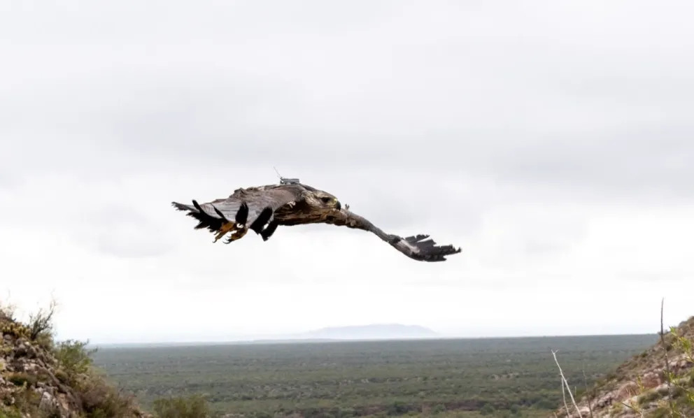 Liberaron a una Águila Coronada rescatada en Sarmiento.