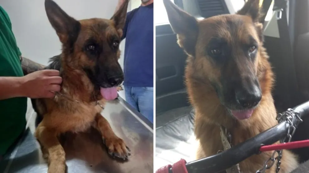 A salvo. Laica se encuentra en una veterinaria y luego será esterilizada.