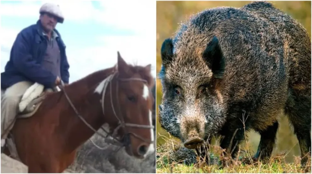 Un jabalí mató a un hombre y a sus perros en Mendoza. 