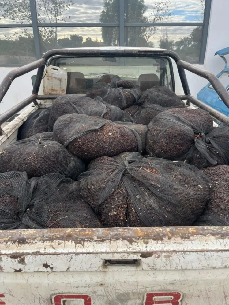 Detienen a tres hombres con 500 kilos de pasas de uva robadas en Caucete