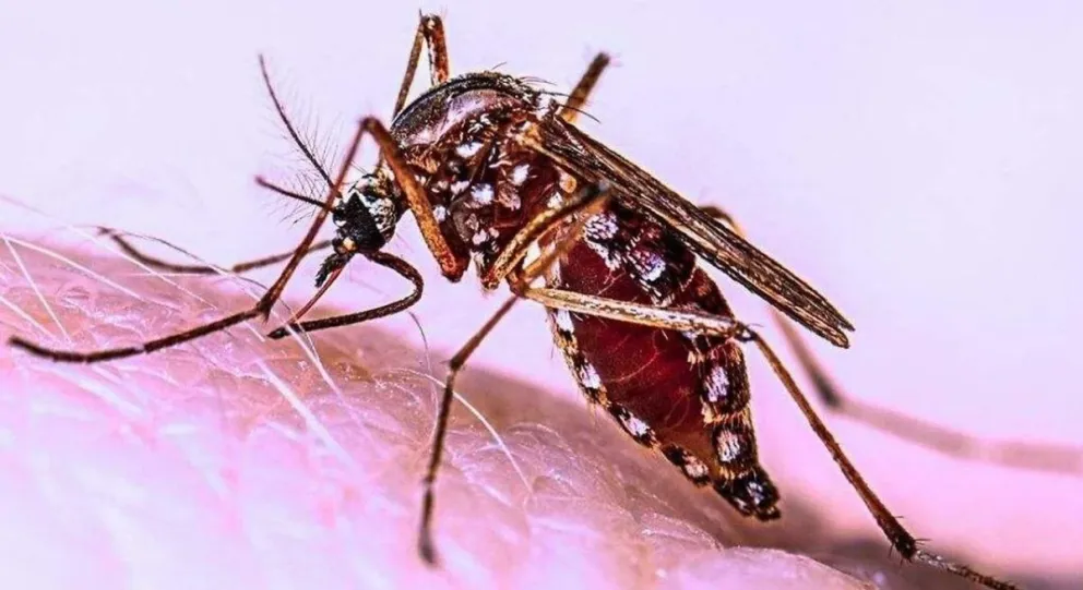 Confirmaron la primera muerte por dengue en Santa Fe 