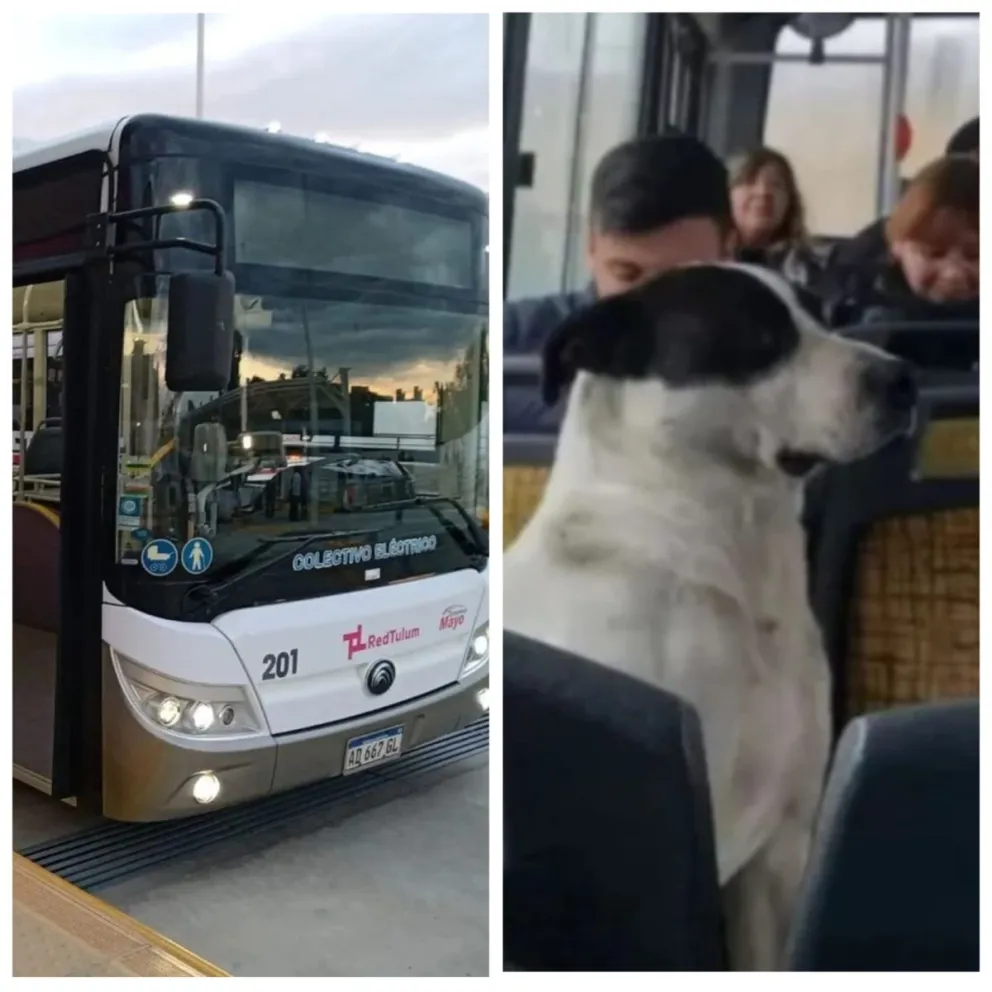 Salvá en contra del paro de colectivos y a favor de que los animales domésticos de compañía viajen en el transporte público