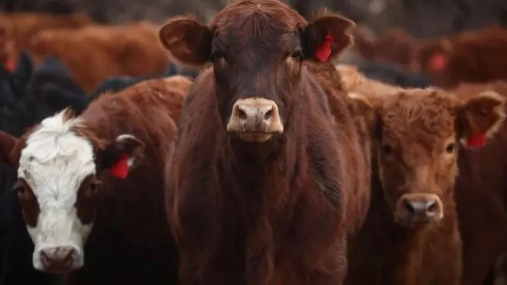 El Gobierno liberó la importación de productos veterinarios.