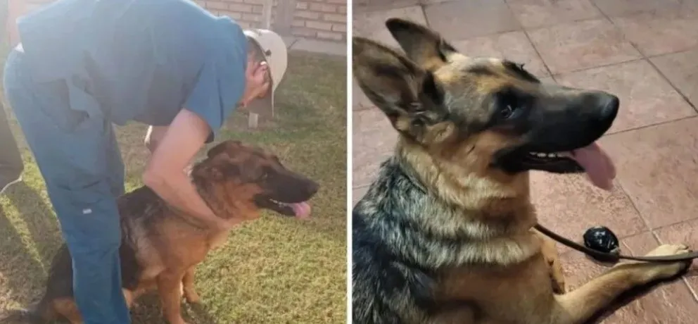 En recuperación. La perra ovejero alemán que fue golpeada por Carlos Videla.