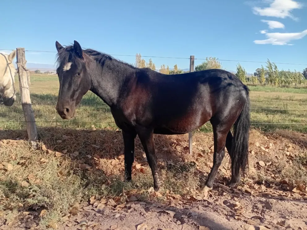 Encontraron cuatro equinos y tres caprinos sueltos en rutas de Sarmiento y Albardón. 