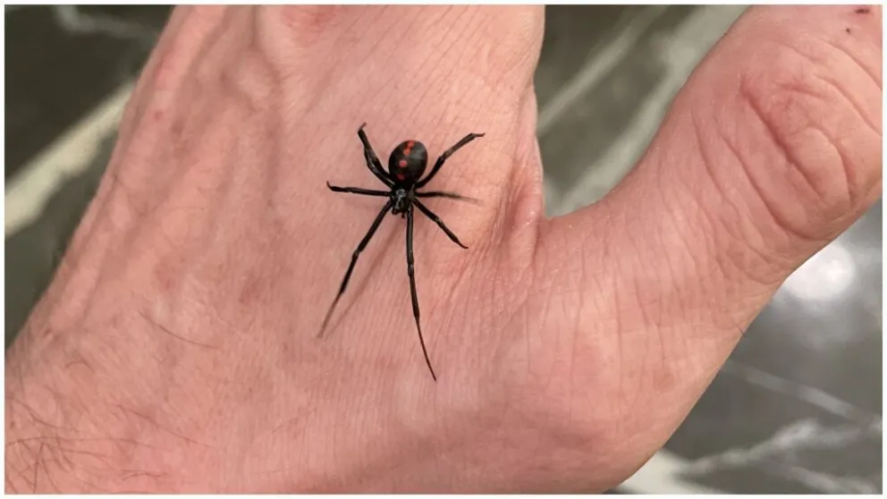 Una sanjuanina fue mordida por una "viuda negra" mientras limpiaba su jardín y se salvó de milagro. 