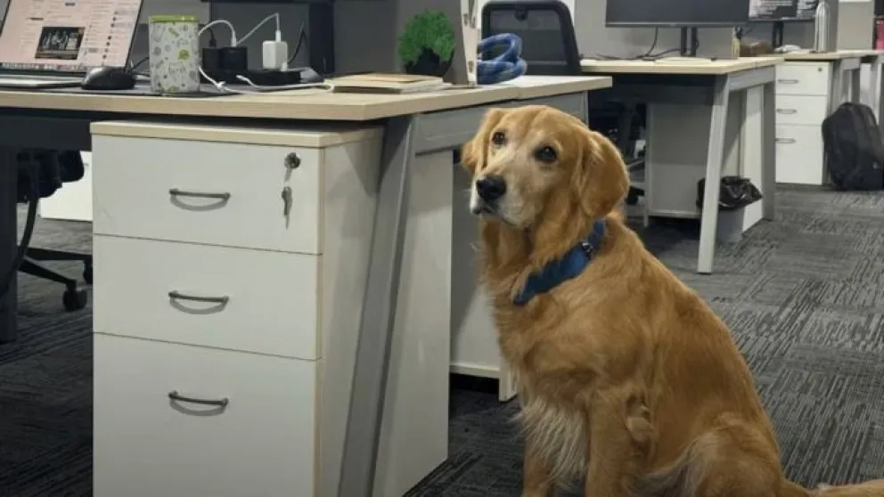 Empresa india contrata a un golden retriever, como su director de Felicidad. 