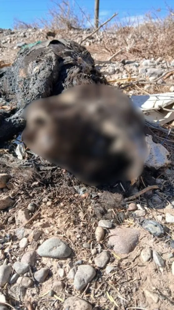 Encontraron a una perra muerta, quemada y con signos de violación.