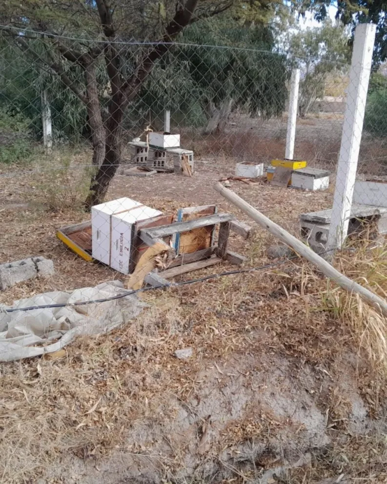 Ataque vandálico en la Escuela de Enología: destruyeron el campo donde los alumnos hacen prácticas.