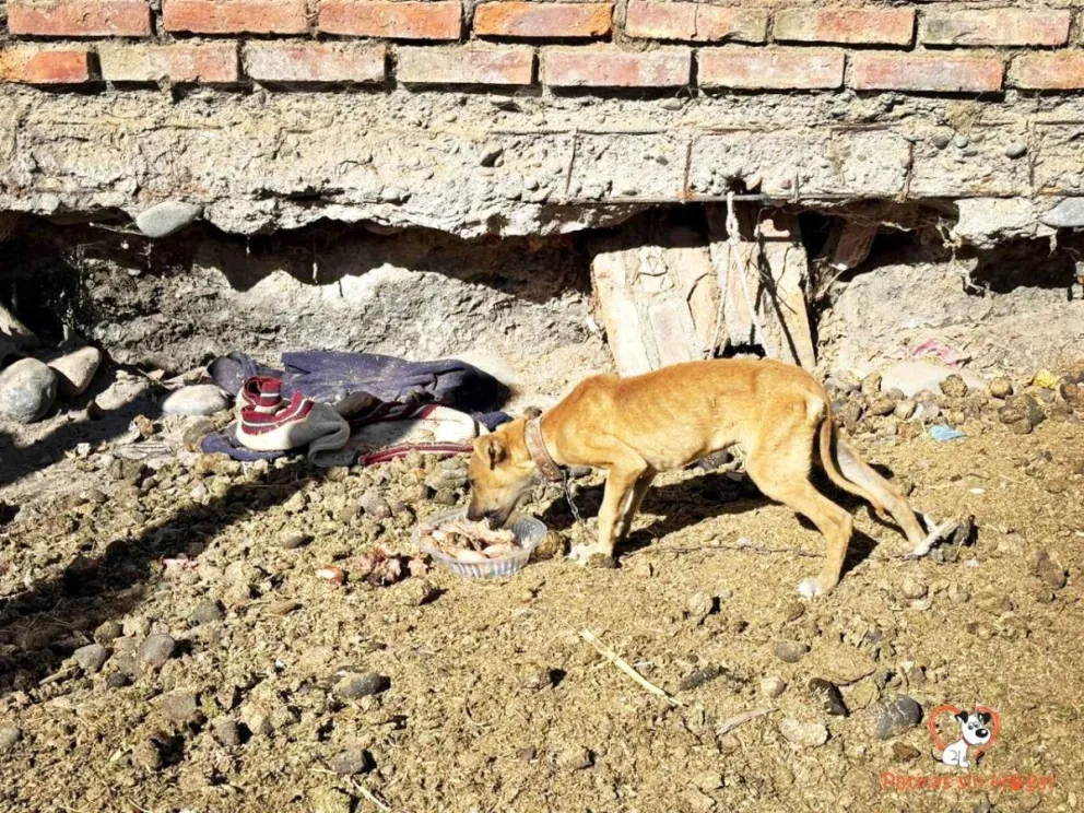 Indignante. Un perro vivía atado con una cadena y comiendo de forma permanente sobre excremento de caballo en Pocito.