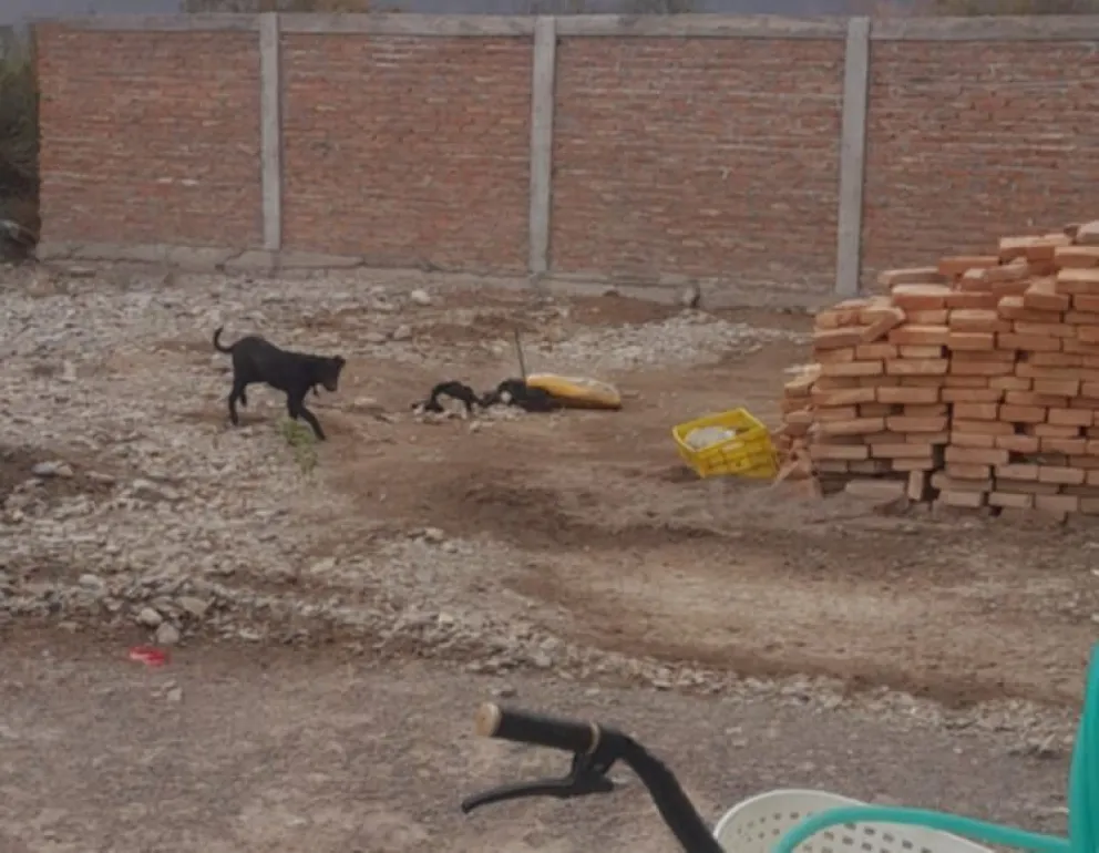 Gentileza: Luciano Castro