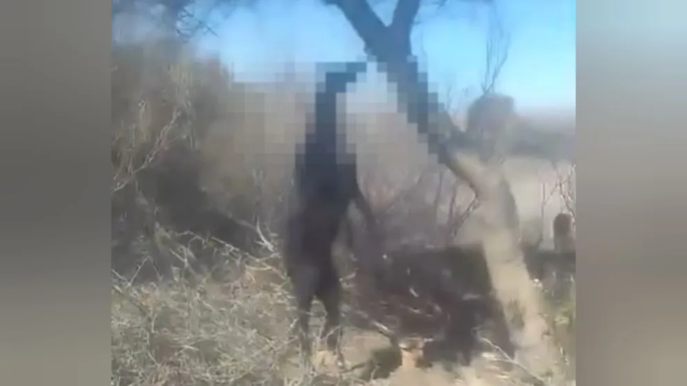 Encontraron un galgo ahorcado en Angaco y buscan al responsable. 