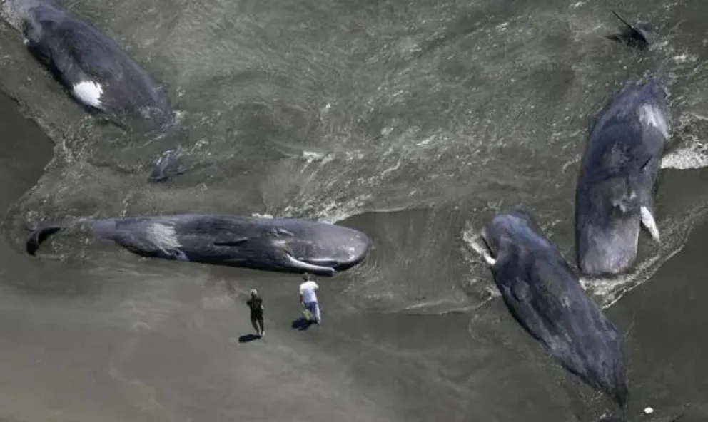 Aparecieron ballenas varadas en Japón tras el terremoto en Rusia