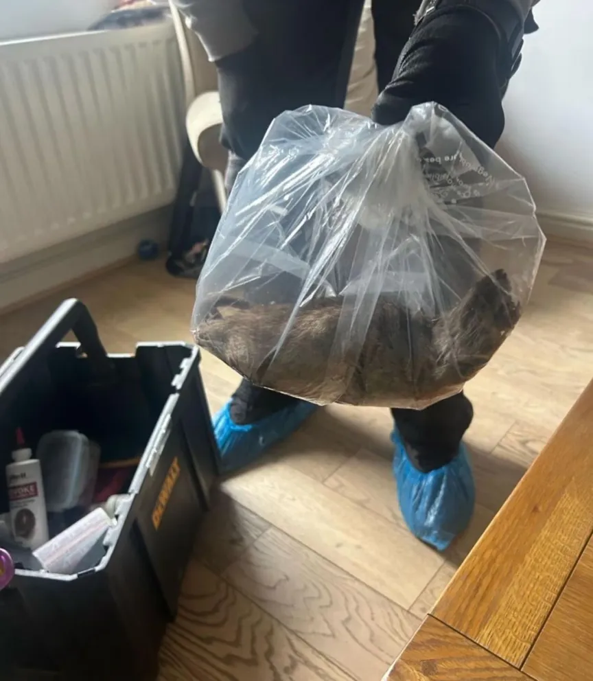 Encontraron una rata “del tamaño de un gato” en Inglaterra y crece la preocupación por una plaga: las fotos. 